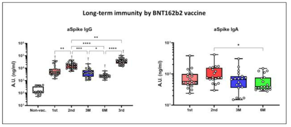 BNT162b2 백신 접종 시 장기 면역반응 지속성 연구