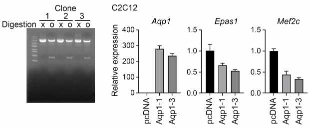 pcDNA-3.1-myc/his-c-Aqp1 Cloning 및 C2C12 세포에 과발현 후 발현 증가 확인