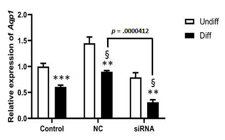 C2C12 세포에서 siRNA를 이용한 Aqp-1 의 발현 억제
