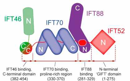 IFT-B core complex의 subunit Ift46