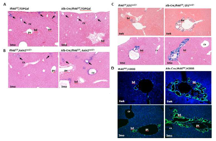 간세포특이 Ift46 결핍마우스에서 신호전달 활성 분석 (A-C, X-Gal 염색; D, H2BB 표지 형광). (A) TOPGal에 의한 Wnt 신호활성 분석. (B) Axin2 발현에 의한 Wnt 신호 억제 분석. (C) Gli1 발현에 의한 Shh 신호 활성 분석. (D) Notch 신호 활성 분석