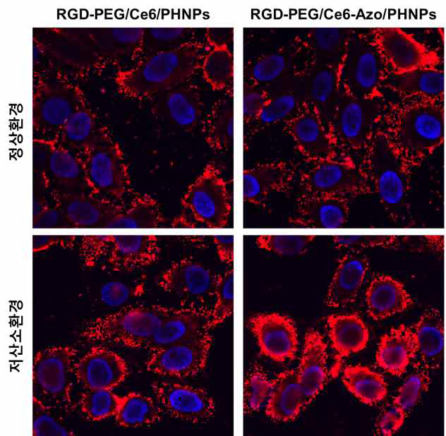 산소환경에 따른 chemodrug 약물 방출 이미지 분석