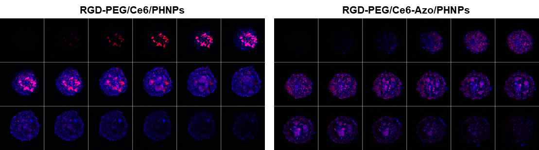 공초점 현미경을 이용한 RGD-PEG/Ce6/PHNPs와 RGD-PEG/Ce6-Azo/PHNPs의 spheroid 모델에서의 약물 distribution 분석
