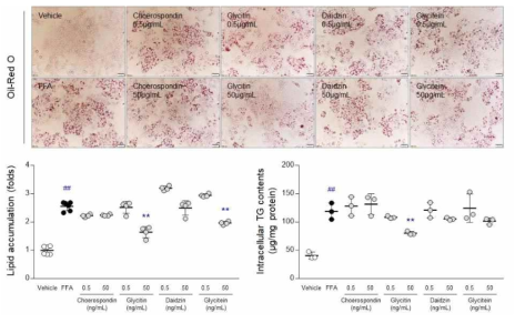 FFA induced HepG2 cell model을 활용한 예측된 flavonoids들에 대한 실험적인 검증 수행