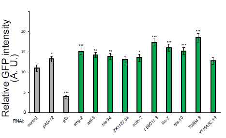 NMD 리포터의 양을 증가시키는 RNAi clone들의 Agar 배지 실험결과