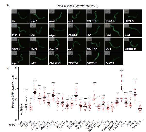 25개의 RNAi 클론에 대한 결과 재확인