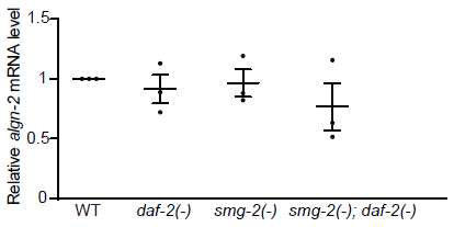 daf-2(-) 및 smg-2(-)에 의한 algn-2 mRNA의 변화가 없음