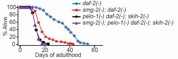 daf-2 돌연변이에 의한 장수효과를 현저하게 감소시킨 pelo-1과 skih-2 및 smg-2 돌연변이