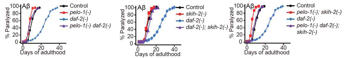 daf-2(-)에 의해서 완화된 Amyloid beta 독성에 의한 노화 상태에서의 마비가 pelo-1과 skih-2 돌연변이에 의해 가속화
