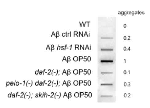 daf-2(-)에 의해서 줄어든 Amyloid beta의 aggregate가 pelo-1과 skih-2 돌연변이에 의해 증가