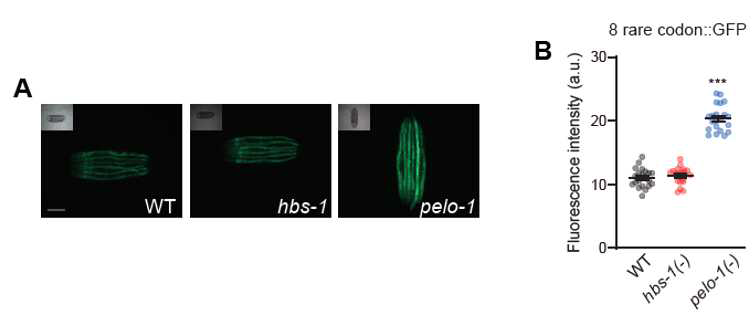 NGD GFP reporter 형질전환동물의 발현을 변화시키지 않는 hbs-1 돌연변이
