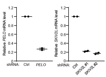 PELO와 SKIV2L을 낙다운하여 mRNA 수준이 저하
