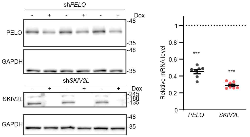 PELO와 SKIV2L을 doxycyclin-inducible system을 통하여 낙다운