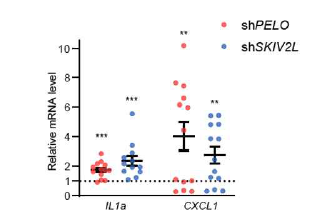 PELO와 SKIV2L을 낙다운 후 SASP mRNA 변화 측정