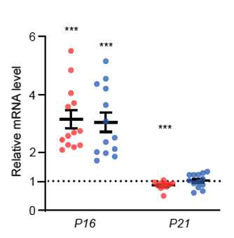 PELO와 SKIV2L을 doxycyclin-inducible system을 통하여 낙다운하였을 때 P16의 발현이 증가