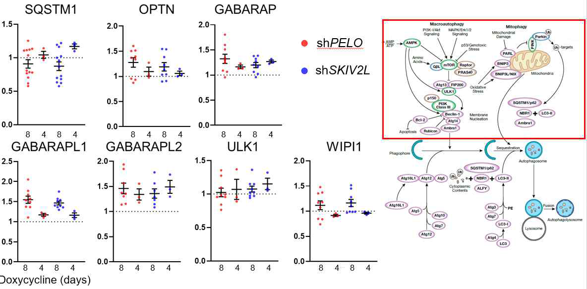 PELO와 SKIV2L을 낙다운에 의한 autophagy 요소들의 변화 1