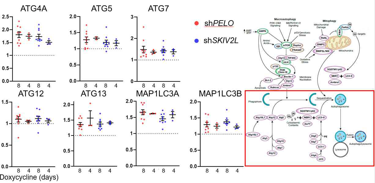 PELO와 SKIV2L을 낙다운에 의한 autophagy 요소들의 변화 2
