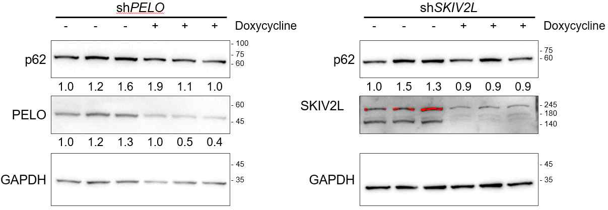 PELO와 SKIV2L을 낙다운에 의한 p62의 변화 측정