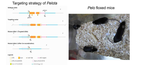 Pelota 낙아웃 전략과 확보된 마우스 사진