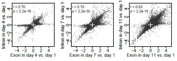 C. elegans의 노화에 따른 exon과 intron의 양의 변화 상관관계 분석