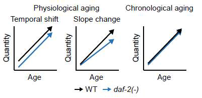 C. elegans의 transcriptome 수준에서의 생리적 시간적 노화에 대한 모식도