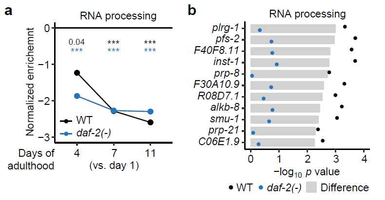 생리적 노화과정에서 발현이 감소하는 RNA processing 유전자 분석