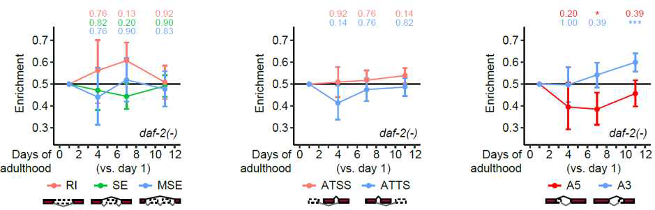 C. elegans daf-2 돌연변이의 노화에 따른 alternative splicing의 변화