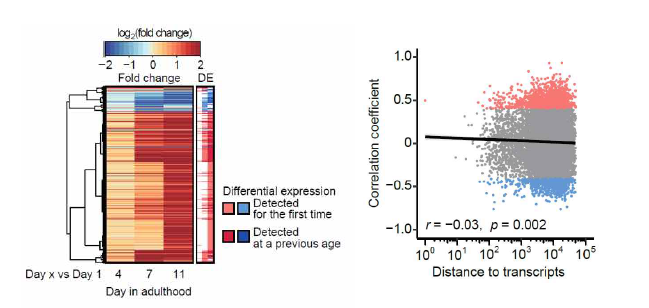 노화에 따른 lncRNA의 양적 변화 분석