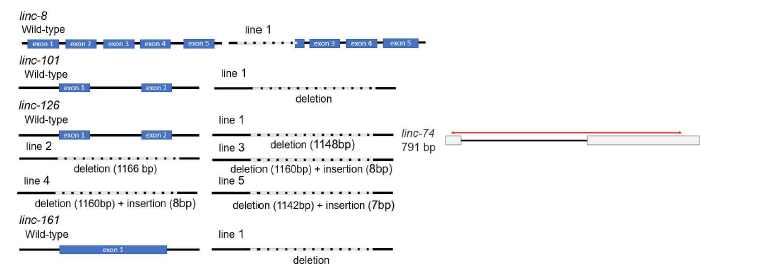 현재 확보된 lincRNA 유전자에 대한 CRISPR 낙아웃