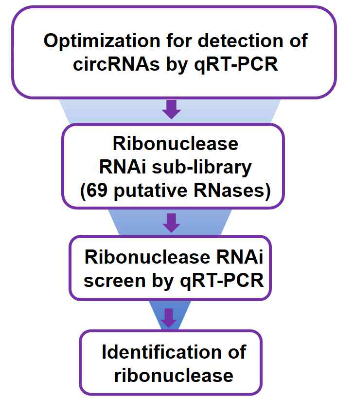 circRNA RNase RNAi 스크린 디자인