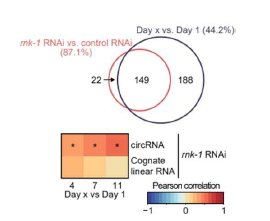 rnk-1 RNAi와 노화에 따라 변화하는 circRNA의 RNA seq 분석