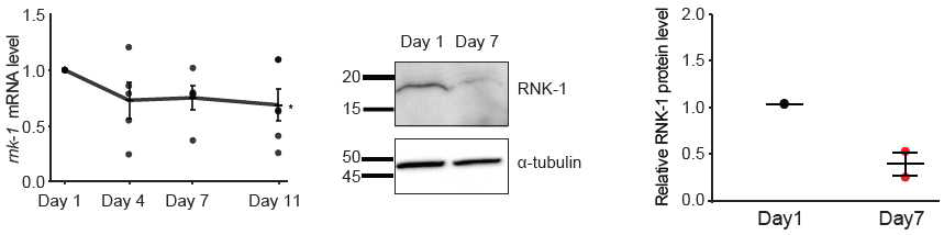노화에 따른 rnk-1 mRNA와 RNK-1 단백질의 양적 감소 측정