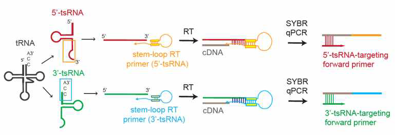 stem-loop RT-qPCR에 의한 tsRNA의 측정 방법