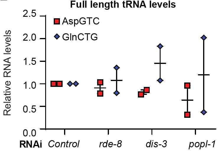 full length tRNAF에 RNase RNAi가 미치는 영향