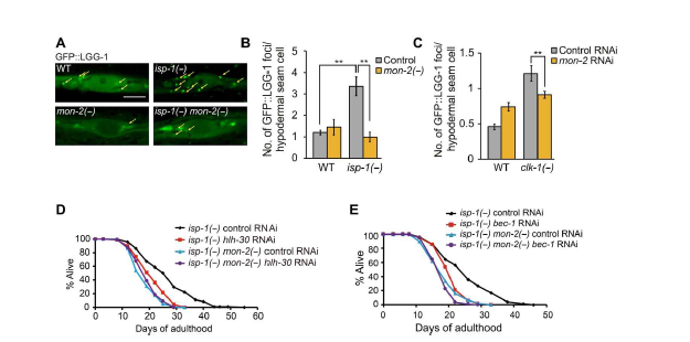 MON-2의 autophagy 증진을 통한 장수 유도 효과