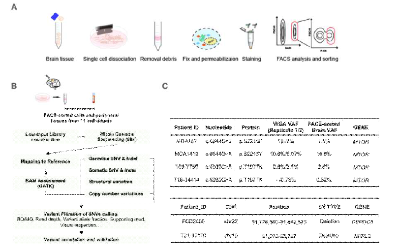 FCDII 환자 뇌 조직으로 부터 FACS를 통해 mTOR 과활성화된 신경세포를 분리함이후 90X whole genome sequencing을 실시 하여 ultra-low level somatic mutation과 structural variation을 찾아냄 (Kim et al, manuscript in preparation)