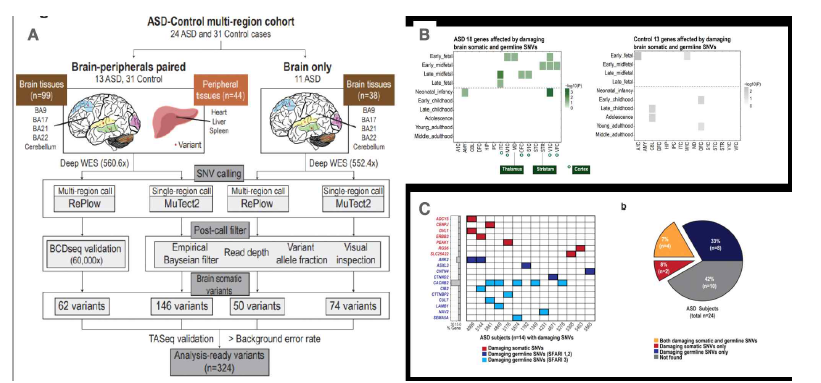 자폐증 환자 24명과 대조군 31명 환자로 부터 뇌 조직 및 말초 조직 쌍을 얻어dee whole exome sequencing 후 결과 분석함