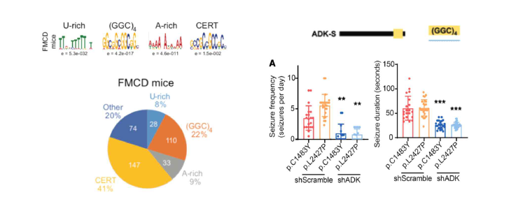 (왼쪽 패널) FCD 마우스 모델에서 mTOR 뇌 체성 돌연변이에 의해 translation이 증가된 256개 유전자들의 5’ UTR motif 분석 결과. (오른쪽 패널) ADK 유전자는 GGC quartet motif를 가지고 있으며 FCD 마우스 모델에서 ADK를 knock-down 시킬 때 간질 발작의 횟수와 기간이 줄어듬을 보여주는 실험 결과