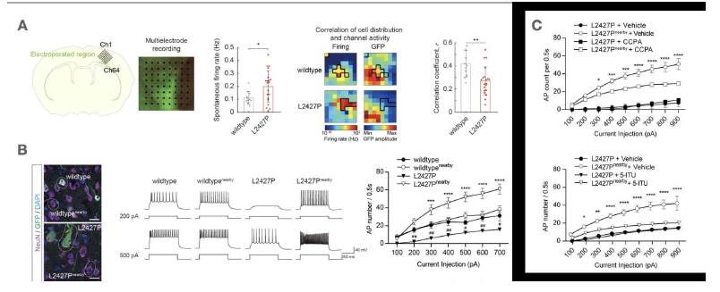 mTOR 뇌 체성 돌연변이에 의한 focal cortical dysplasia mouse 모델에서 non-cellautonomous mechanism에 의한 epileptogenesis과정을 규명함