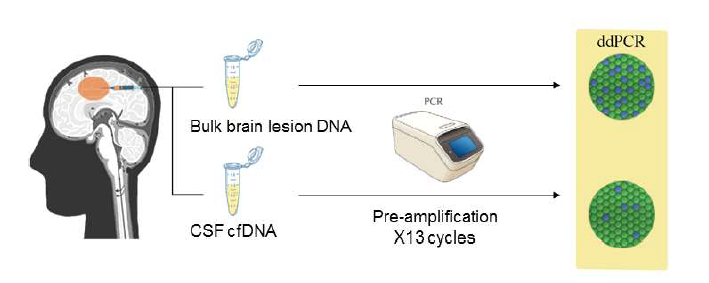 CSF에 존재하는 cell-free DNA에서 뇌전증의 원인 돌연변이를 digital droplet PCR로 검출 하기 위한 모식도