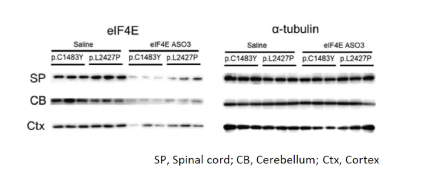 eIF4E ASO3 ICV injection 후 4 주뒤 다양한 뇌신경 조직에서 eIF4E 발현을 WB으로 확인한 결과 (unpublished data)