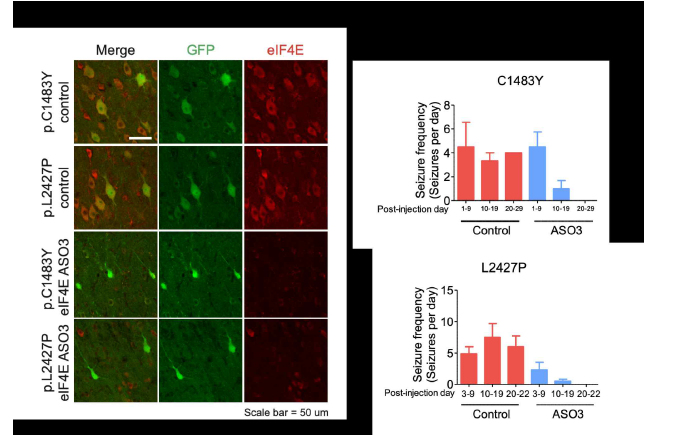 eIF4E ASO3를 FCD 난치성 뇌전증 마우스 모델인 mTOR p.C1483Y, p.L2427P에 ICV single injection 후 돌연변이 신경 세포의 모양, seizure 빈도 등을 확인한 결과 (unpublished data)