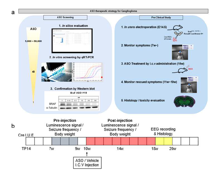 Ganglioglioma의 치료제로서 효화적인 Braf ASO 개발을 위한 계획 모식도. a. In vitro screening과 ganglioglioma 마우스에서의 pre-clinical test b. Braf ASO의 효능을 모니터링하기 위한 타임라인