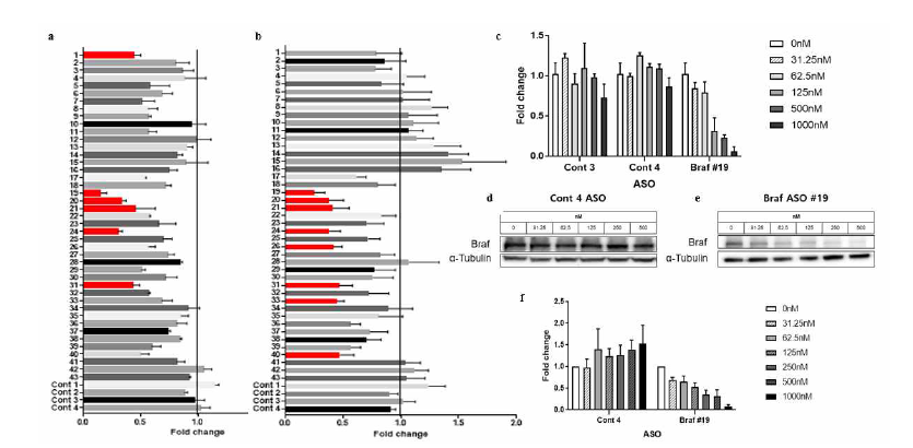 In vitro screening으로 Braf ASO #19의 Braf 발현 저해 효과 확인. 43개 ASO를 a. Neuro 2a b. bEnd.3 cell에 처 리하여 Braf RNA 발현을 떨어뜨리는지 확인 c. Braf ASO #19를 31.25, 62.5, 125, 500, 1000nM 처리하였을 때 점차 Braf RNA 발현이 떨어짐 d. 농도를 점차 높여 Control ASO를 처리했을 경우 Braf 단백질 발현이 일정함을 western blot으로 확인 e. 농도를 점차 높여 Braf ASO #19를 처리했을 경우 Braf 단백질 발현이 점차 줄어듬을 확인 f. d,e에 대한 그래프