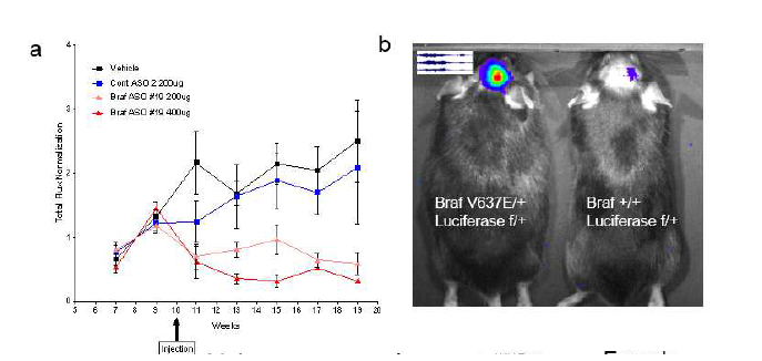 a. Braf ASO #19 투여 후 Luciferin에 의한 luminescence 세기를 통한 양성 종양 크기 비교. Braf ASO #19 200, 400ug 투여군에서 tumor 의 크기가 줄어듬을 확인. b. luminescence를 측정하여 종양 크기 비교 이미지