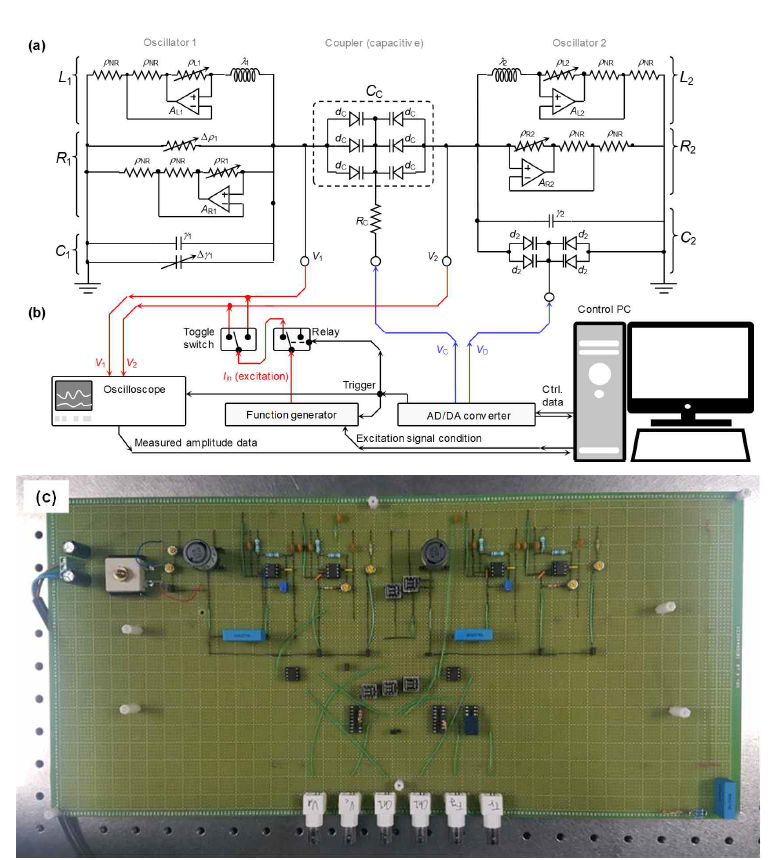 이중 NH 결합계 시뮬레이터. (a) 시뮬레이터의 핵심부에 해당하는 증폭/감쇠 결합 진동자 회로. 본 회로는 두 개의 LRC 진동자로 구성되며, 진동자 결합을 유도하는 CC 는 6개의 varactor diode로 이루어져 있다. (b) 진동자 회로의 동적 제어 및 측정 데이터 수집을 위한 신호 발생-주입-계측 연결 모식도. 여기에서 회로의 여기를 유발하는 Ii n 이 함수발생기에서 생성되어 두 진동자 회로 중 선택된 하나에 주입되도록 하며, AD/DA converter 로부터 생성된 제어 전압 신호 VC 와 VD는 각각 CC 와 C2를 동적으로 제어하기 위해 인가된다. 회로의 진동상태를 나타내는 진동자의 여기 전압 신호 V1 과 V2는 AD/DA converter에서 이진화 되어 제어 컴퓨터에서 실시간으로 수집된다. 본 제어과정 및 데이터 수집은 LabVIEW 환경에서 자체 개발된 코드를 통해 이루어진다. (c) 만능기판에 구성된 2중 결합 NH 동역학 시뮬레이터 사진