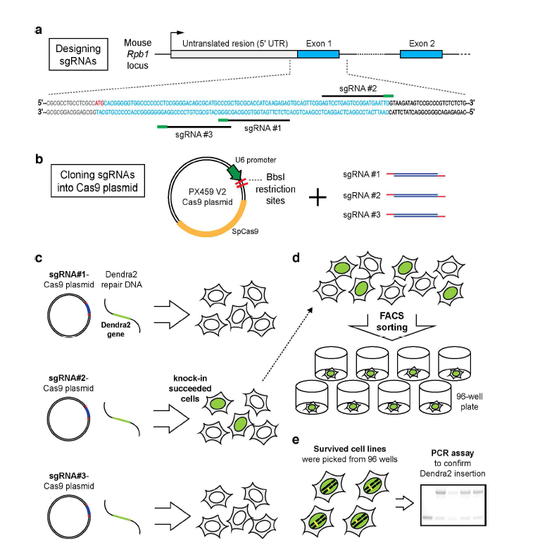 (a) off-target effect를 최소화할 수 있는 sgRNA를 선정한다. 표시된 녹색 막대는 PAM sequence를 의미 한다. (b) 선정한 sgRNA를 Cas9을 발현하는 PX459 vector에 Bbs I 제한효소를 이용하여 삽입한다. (c) 각 sgRNA가 삽입된 vector와 Dendra2 repair template를 mouse ES cell에 co-tranfection 한다. (d) 형광단백질을 발현하는 세포를 FACS를 이용하여 96-well plate에서 분류한다. (e) PCR assay를 이용하여 Dendra2가 원하는 gene에 삽입되었는지 확인한다. [Cho et al., Scientific Reports, 2016]
