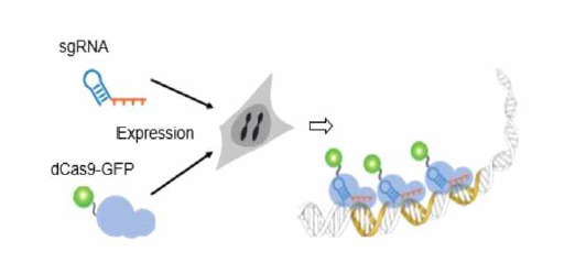 dCas9-CRISPR 시스템 이미징 개요. sgRNA와 형광이 레이블된 dCas9에 의해 특정 염기서열을 가진 부분에서 형광신호 관측 가능. [Huang Lab (http://huanglab.ucsf.edu)]