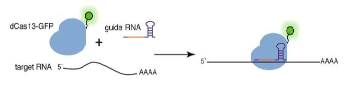 dCas13-CRISPR 시스템 이미징 개요. sgRNA와 형광이 레이블된 dCas13에 의해 특정 염기서열을 가진 부분에서 형 광신호 관측 가능. [Xavier Pichon et al, Mol.Cell, (2018)]