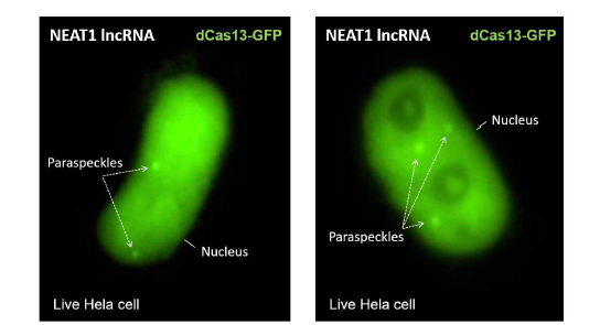 dCas13-CRISPR 시스템 테스트. lncRNA targeted sgRNA에 의한 세포핵 내 paraspeckle 들이 관찰이 되었다. *상대적으로 높은 back-ground noise는 dCas13-GFP expression vector가 transient transfection에 의해 과발현되었기 때문이다